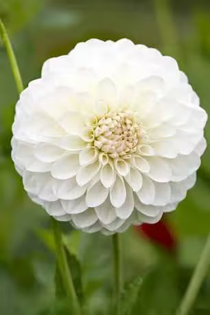 Brookside Snowball