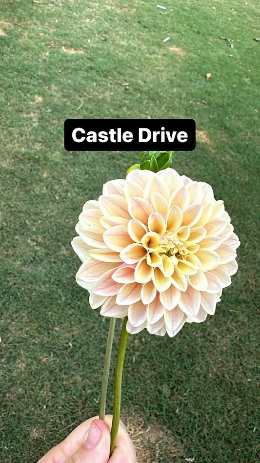Castle Drive