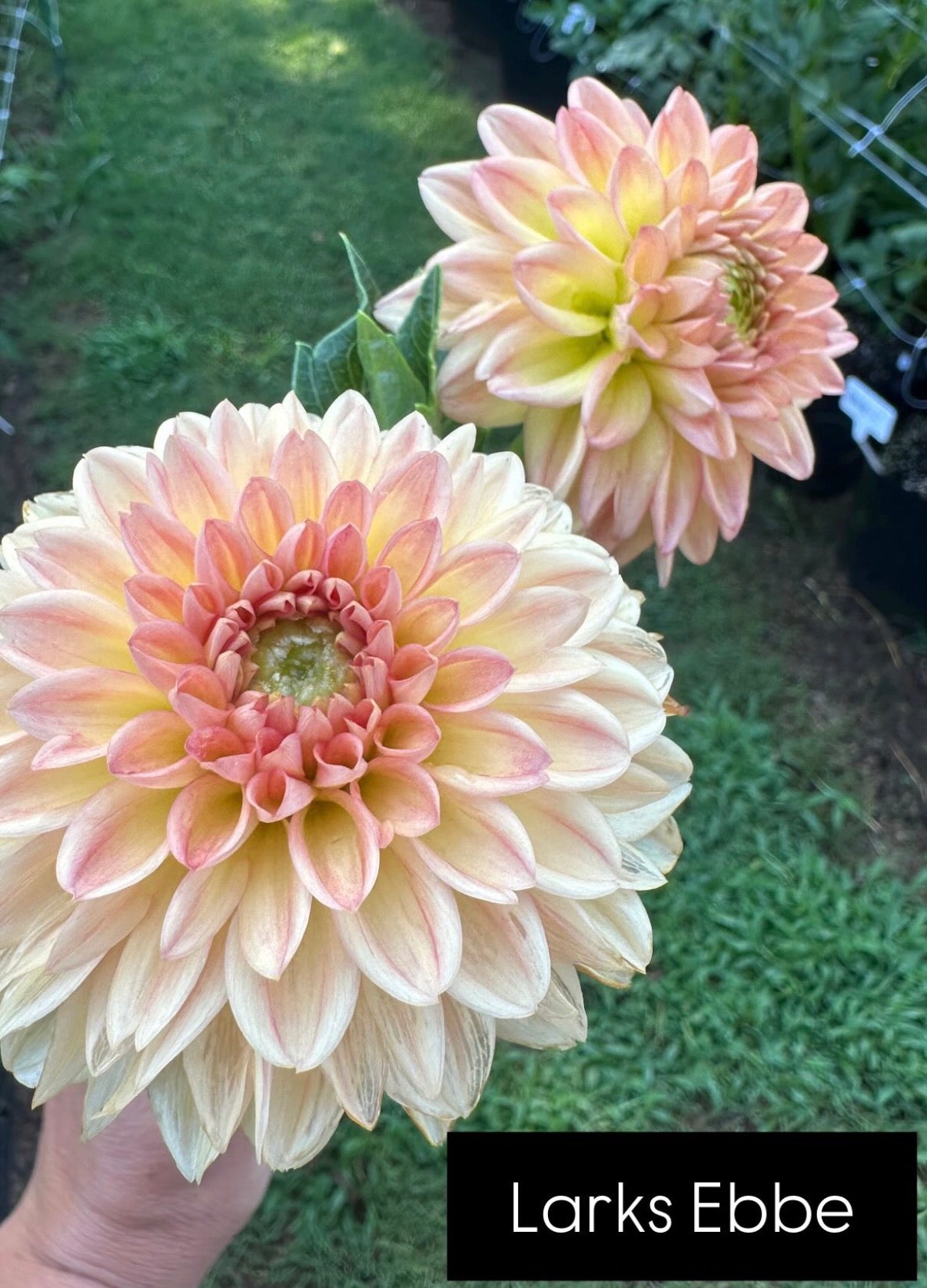 Larks Ebbe – Annie's Dahlia Shop