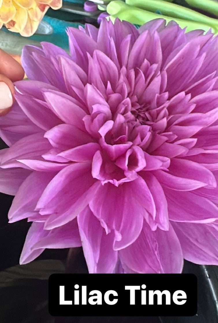 Lilac Time