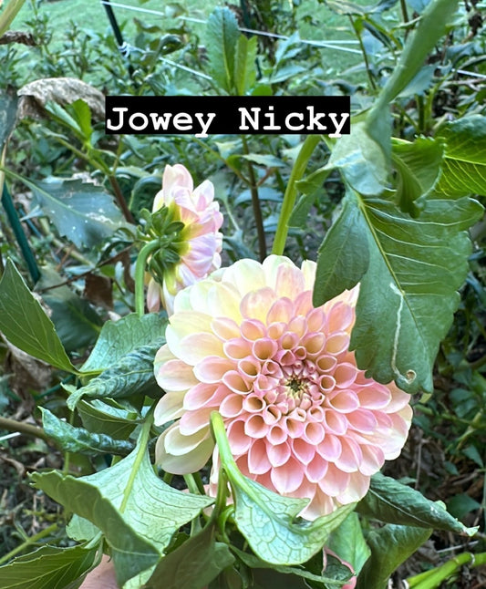 Jowey Nicky